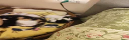 Europeo gatti in regalo:  ​🐾 QUATTRO MERAVIGLIOSI GATTINI CERCANO CASA! 🏡 - Annuncio 3
