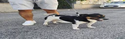 Meticcio cani in regalo: BOBBY mix jack Russell 3 anni - Annuncio 13