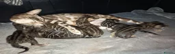 Bengala gatti in vendita: meraviglie Selected Breed  - Annuncio 26