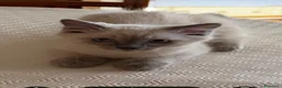 Sacro di Birmania gatti in vendita: Cuccioli incrocio Sacro di Birmania/Siamese a Città Metropolitana di Torino - Annuncio 5
