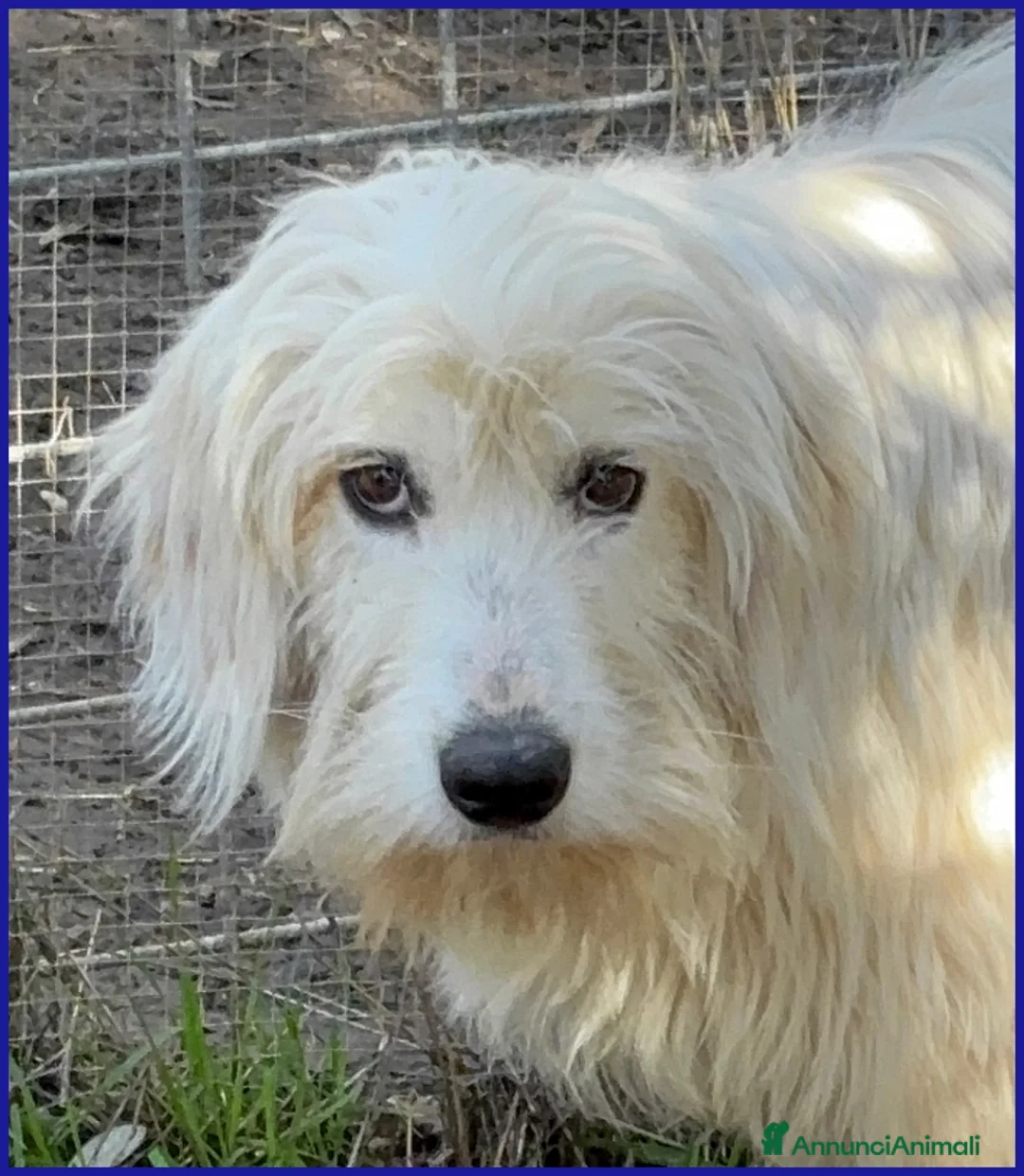 Spinone cani in regalo: PEGGIO CUCCIOLONE SIMIL SPINONCINO CERCA UNA CASA - Annuncio 12