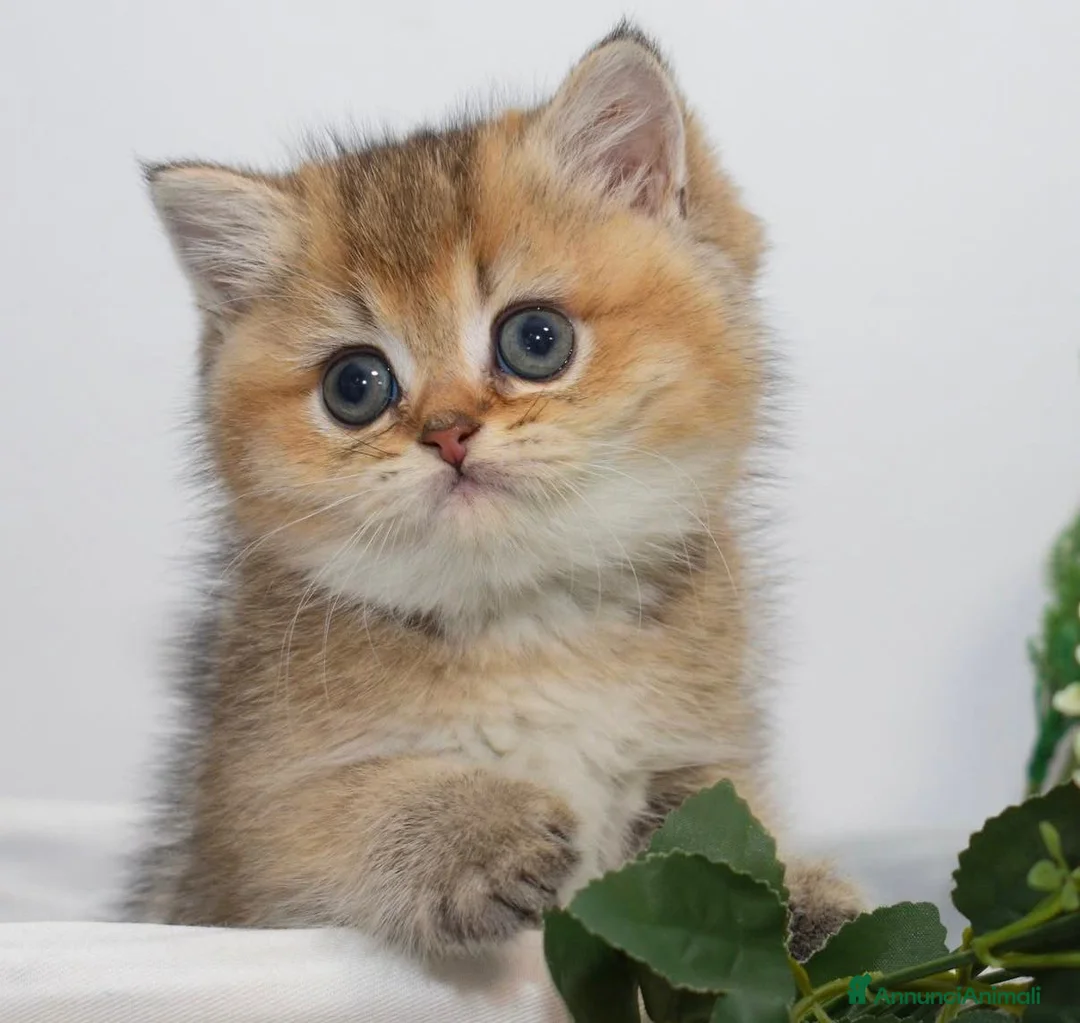 British gatti in vendita: Cuccioli di british shorthair golden - Annuncio 3