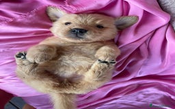 Golden Retriever cani in vendita: Golden retriever americano  - Annuncio 3