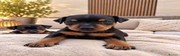 Pinscher Miniatura cani in vendita: Pinsher cuccioli  - Annuncio 9