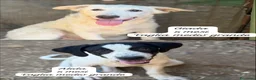 Meticcio cani in regalo: Cuccioli in cerca di casa a Provincia di Modena - Annuncio 6
