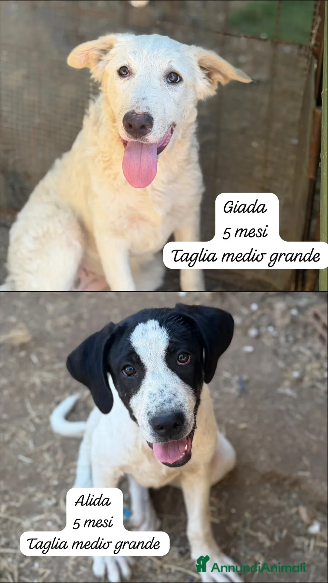 Meticcio cani in regalo: Cuccioli in cerca di casa a Provincia di Modena - Annuncio 6