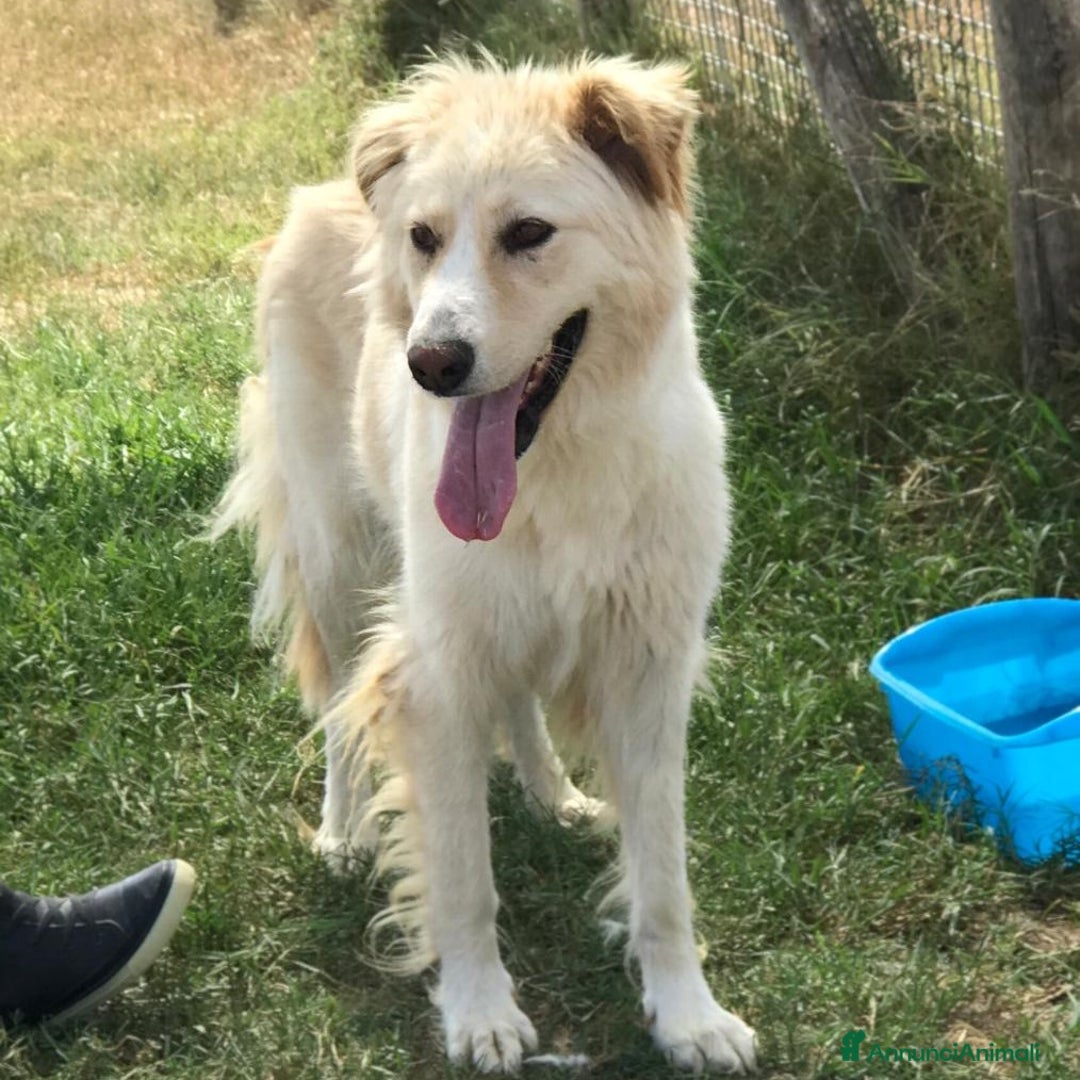 Golden Retriever cani in regalo: Connie, derivata golden IN ADOZIONE a Provincia di Latina - Immagine 2
