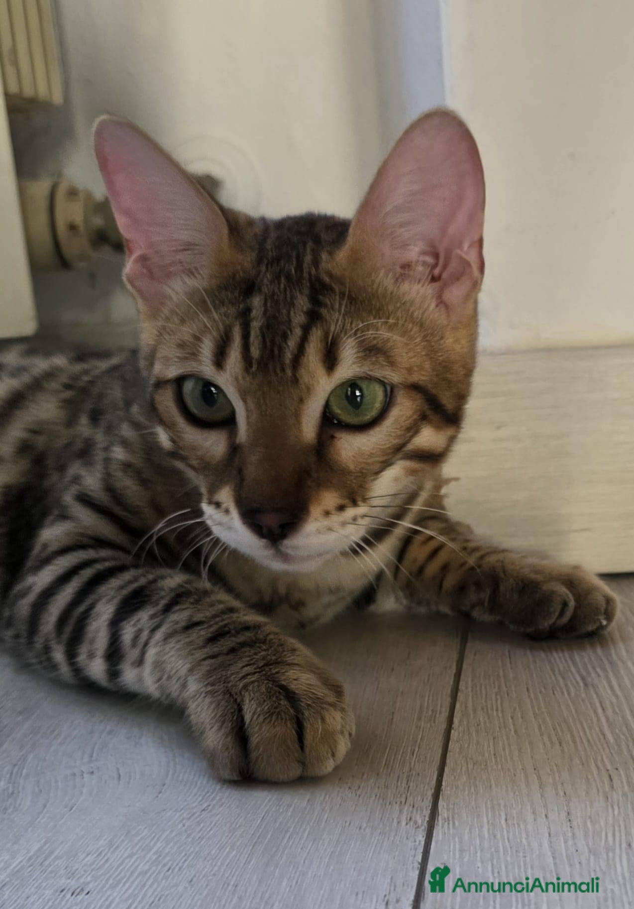 Bengala gatti Vendo - Annuncio 3