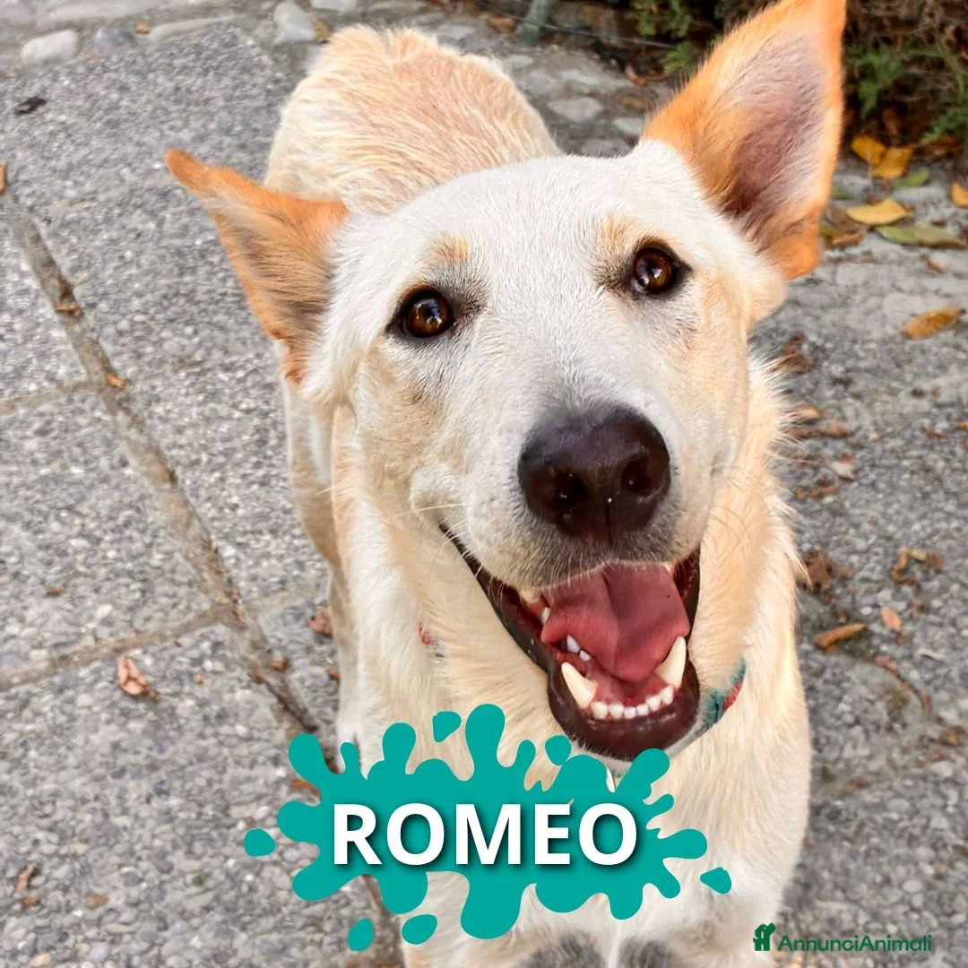 Meticcio cani in regalo: ROMEO 💙 - meraviglioso, nessuno chiama per lui 😢 - Annuncio 1