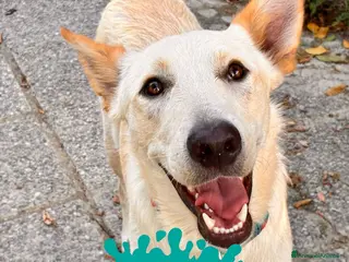 Meticcio cani ROMEO 💙 - meraviglioso, nessuno chiama per lui 😢 - Annuncio 40