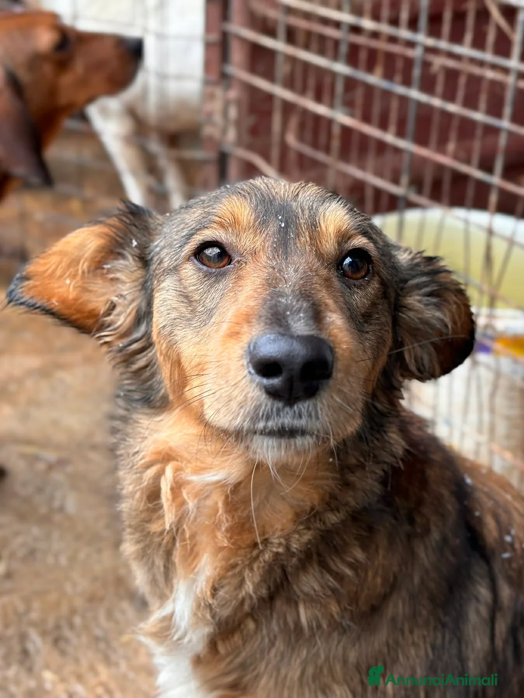 Meticcio cani in regalo: MONKY, cerca compagni di giochi! - Annuncio 1