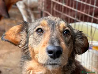 Meticcio cani MONKY, cerca compagni di giochi! - Annuncio 42