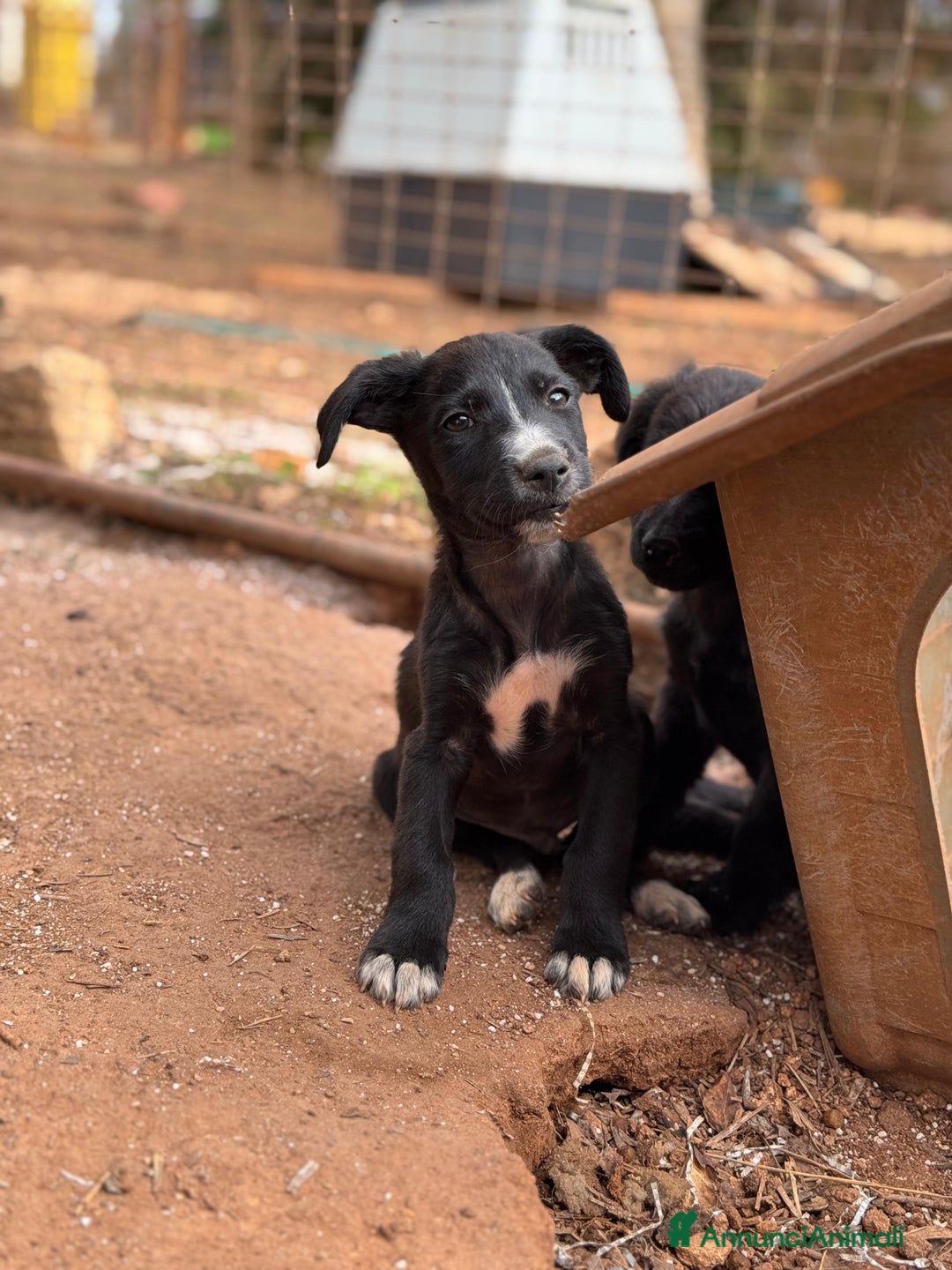 Altre razze cani in regalo: berthold e rusty - Annuncio 5