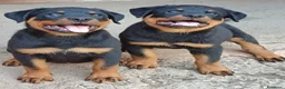 Rottweiler cani in vendita: Cuccioli rottweiler  - Annuncio 4