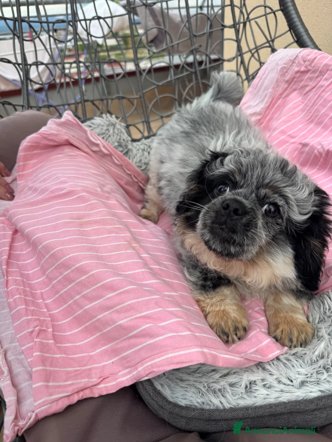 Pechinese cani in vendita: Cucciolo maschio pechinese - Annuncio 1