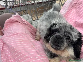 Pechinese cani Cucciolo maschio pechinese - Annuncio 1