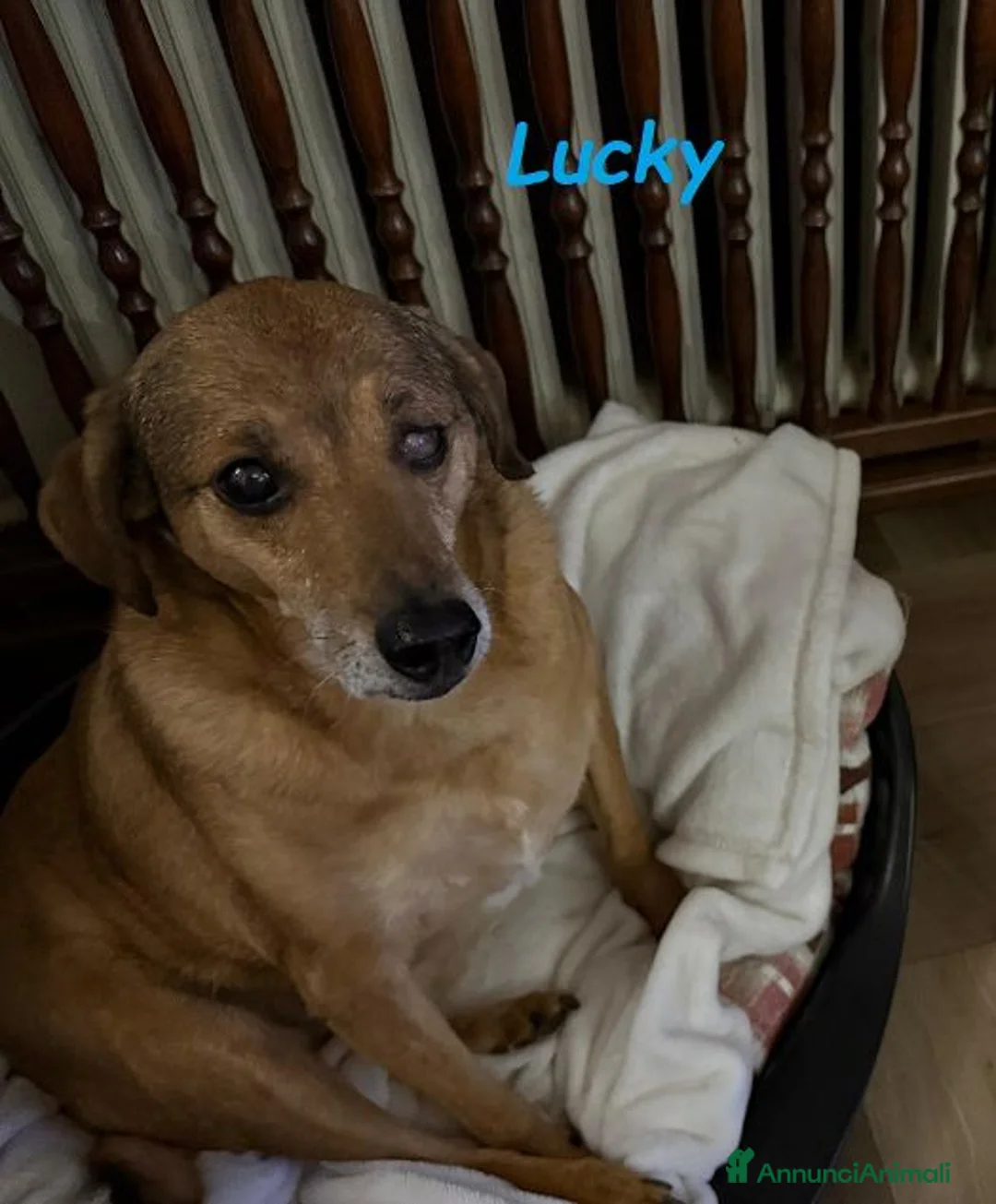 Meticcio cani in regalo: LUCKY buono ed affettuoso tg contenuta - Annuncio 3