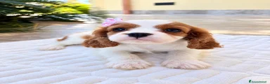 Cavalier King 3