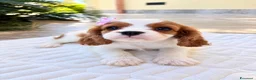 Cavalier King cani in vendita: Cuccioli Cavalier King da mamma Campionessa a Provincia di Brindisi - Annuncio 5