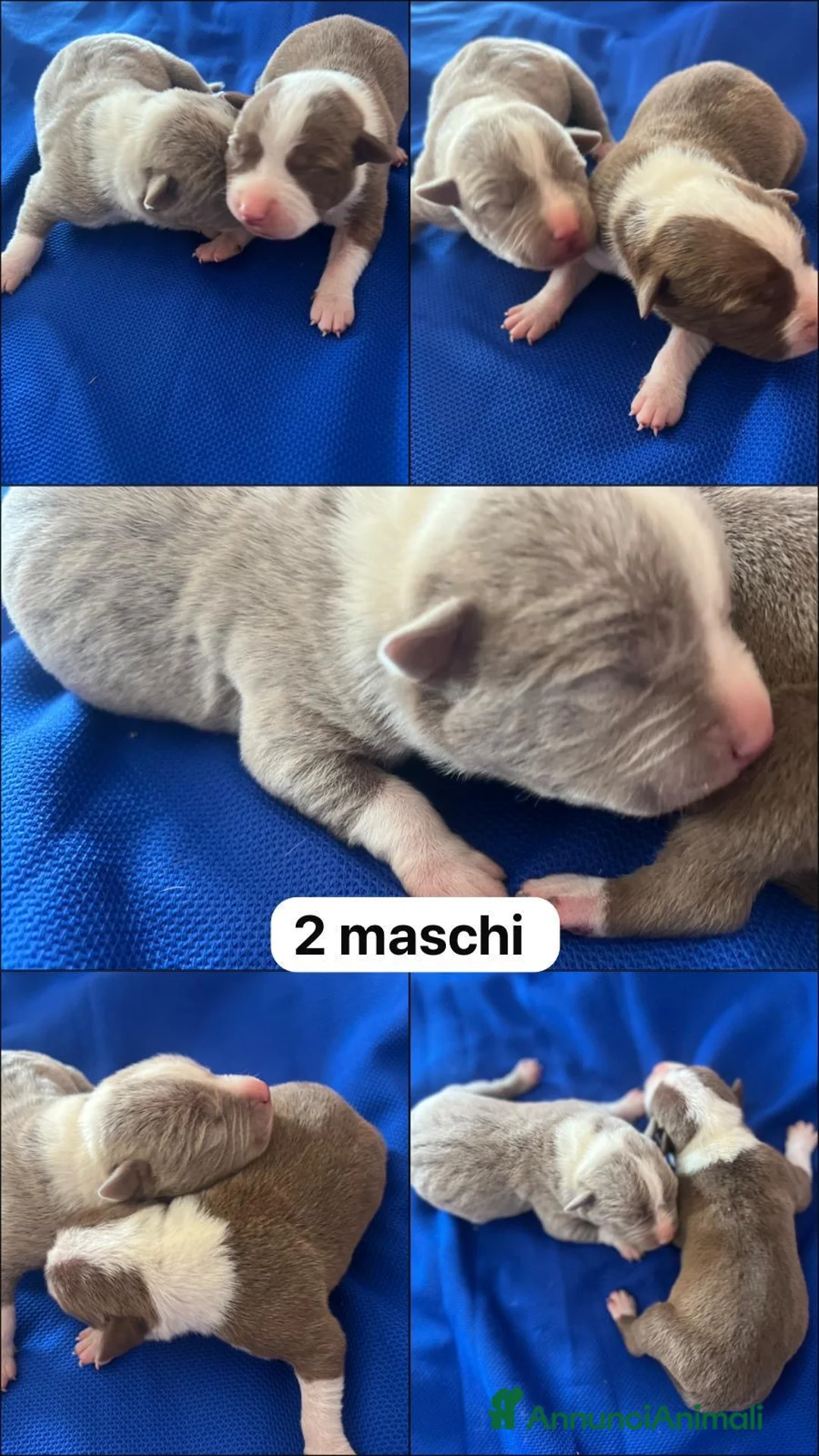 Pitbull cani in vendita: Cuccioli pitbull a Città metropolitana di Catania - Annuncio 2