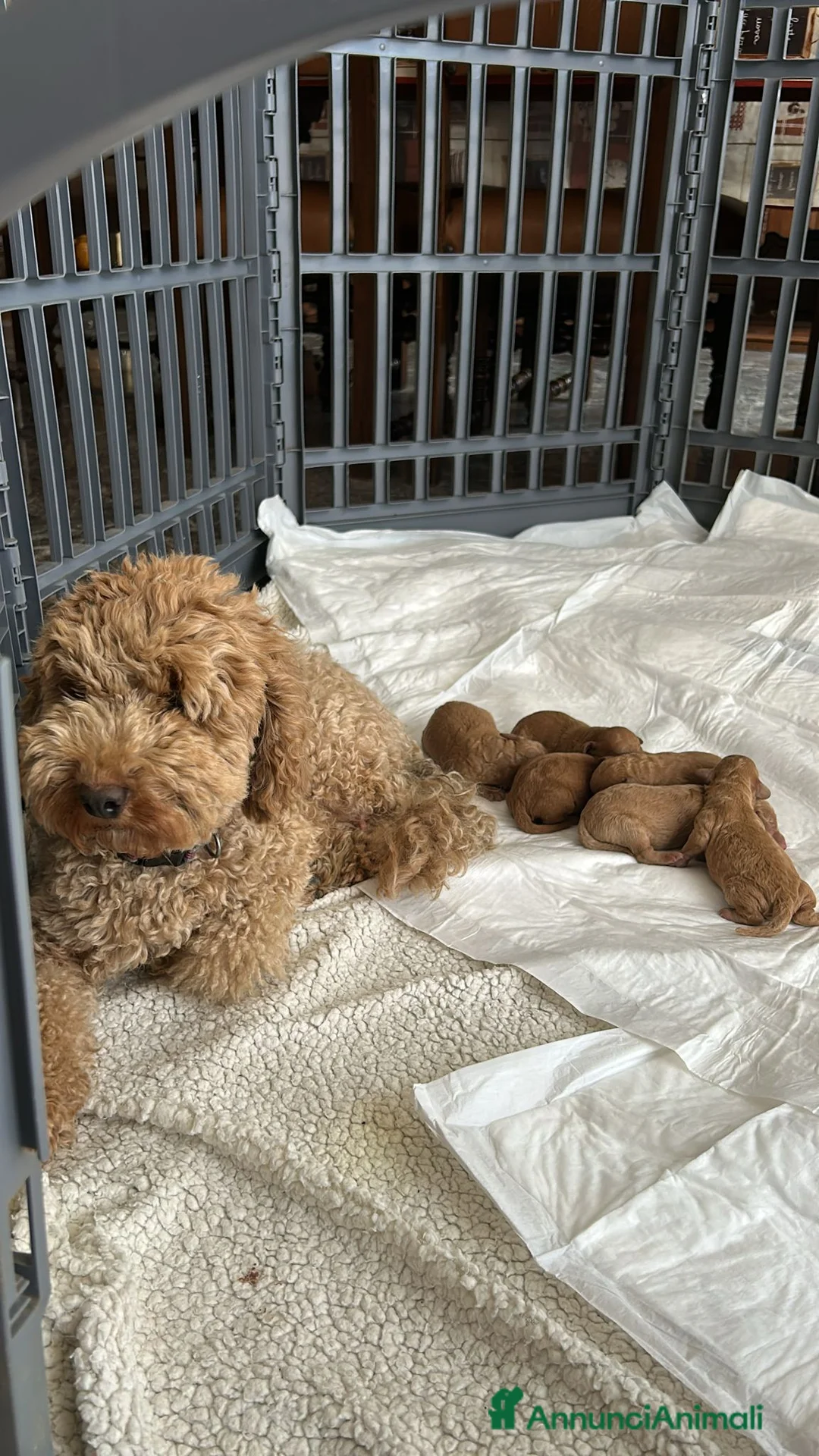 Barboncino cani in vendita: Barboncino nano  - Annuncio 5