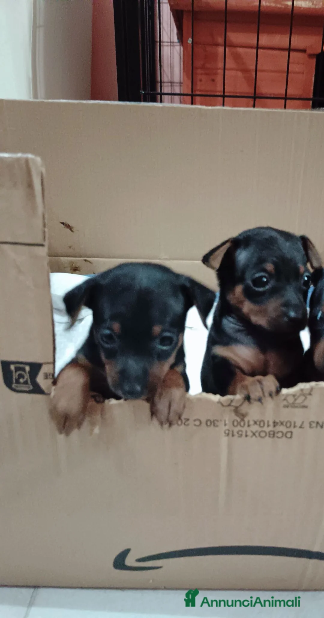 Pinscher Miniatura cani in vendita: Pinscher miniatura - Annuncio 2