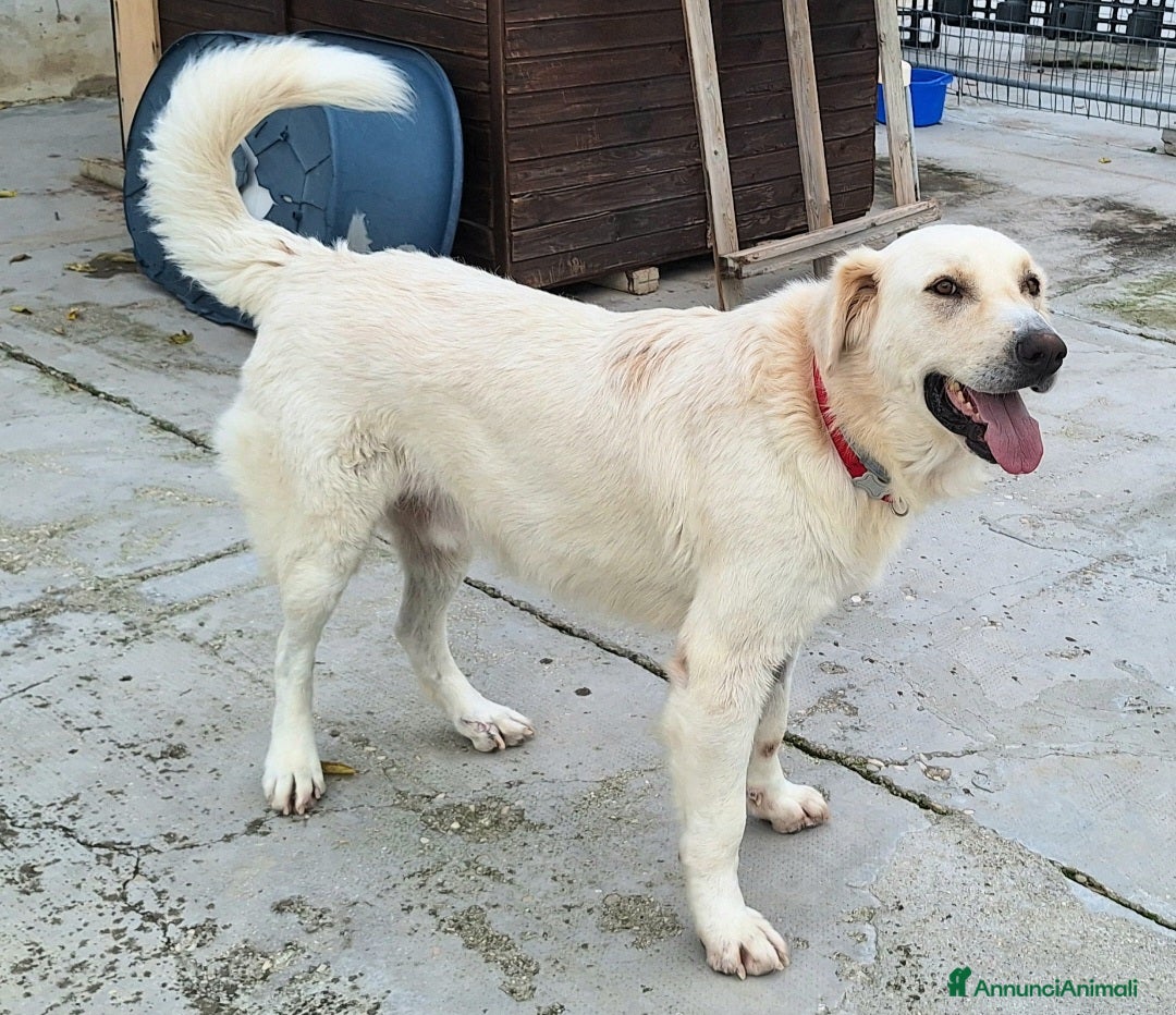 Meticcio cani in regalo: Noè 1 anno taglia grande  - Annuncio 8