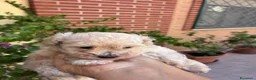 Barbone cani in vendita: Vendo barbone femmina nata il 3 settembre  a Città metropolitana di Roma Capitale - Annuncio 9