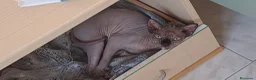 Sphynx gatti in vendita: Cucciola di Canadian Sphynx - Annuncio 20