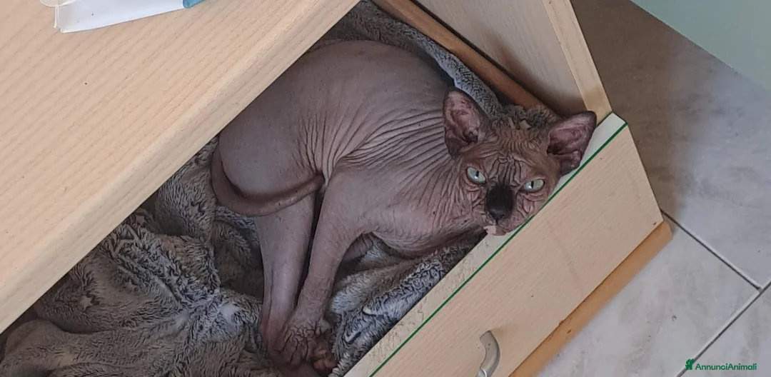 Sphynx gatti in vendita: Cucciola di Canadian Sphynx - Annuncio 20