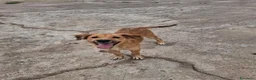 Meticcio cani in regalo: LIMONE 🩷 ASPRA LA VITA, DOLCISSIMA LEI a Provincia di Pavia - Annuncio 3