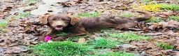 Meticcio cani in regalo: BACIO, 12 chili, dolce come un BACIO  - Annuncio 3