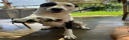 Meticcio cani in regalo: Tequila: taglia grande, cerca adozione o stallo  - Annuncio 17