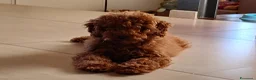 Barboncino cani in vendita: Cucciolo Maschio Barboncino - Annuncio 2
