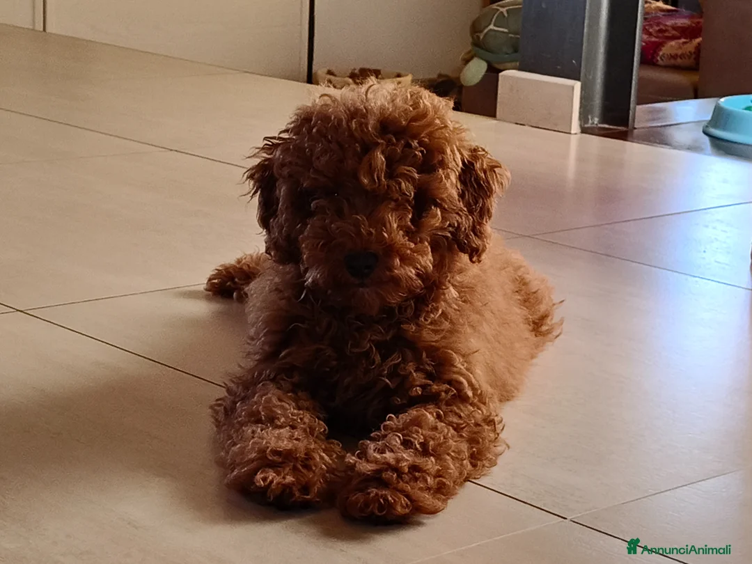 Barboncino cani in vendita: Cucciolo Maschio Barboncino - Annuncio 2