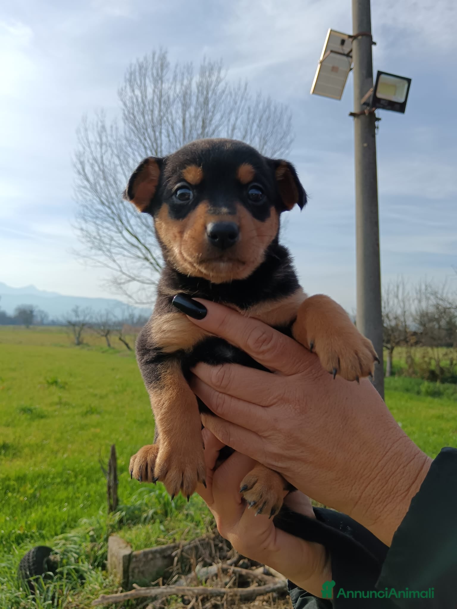 Meticcio cani 7 dolcissimi cuccioli di 2 mesi taglia mediopiccol - Annuncio 2