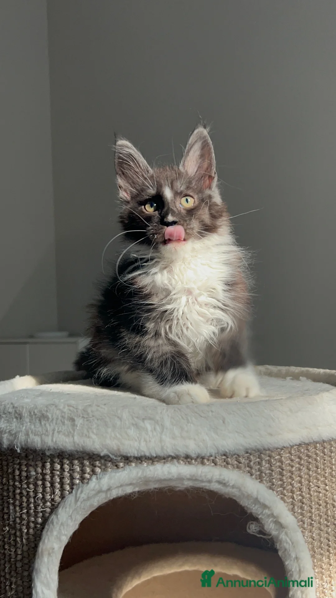 Maine Coon gatti in vendita: Maine coon con pedigree  - Annuncio 18