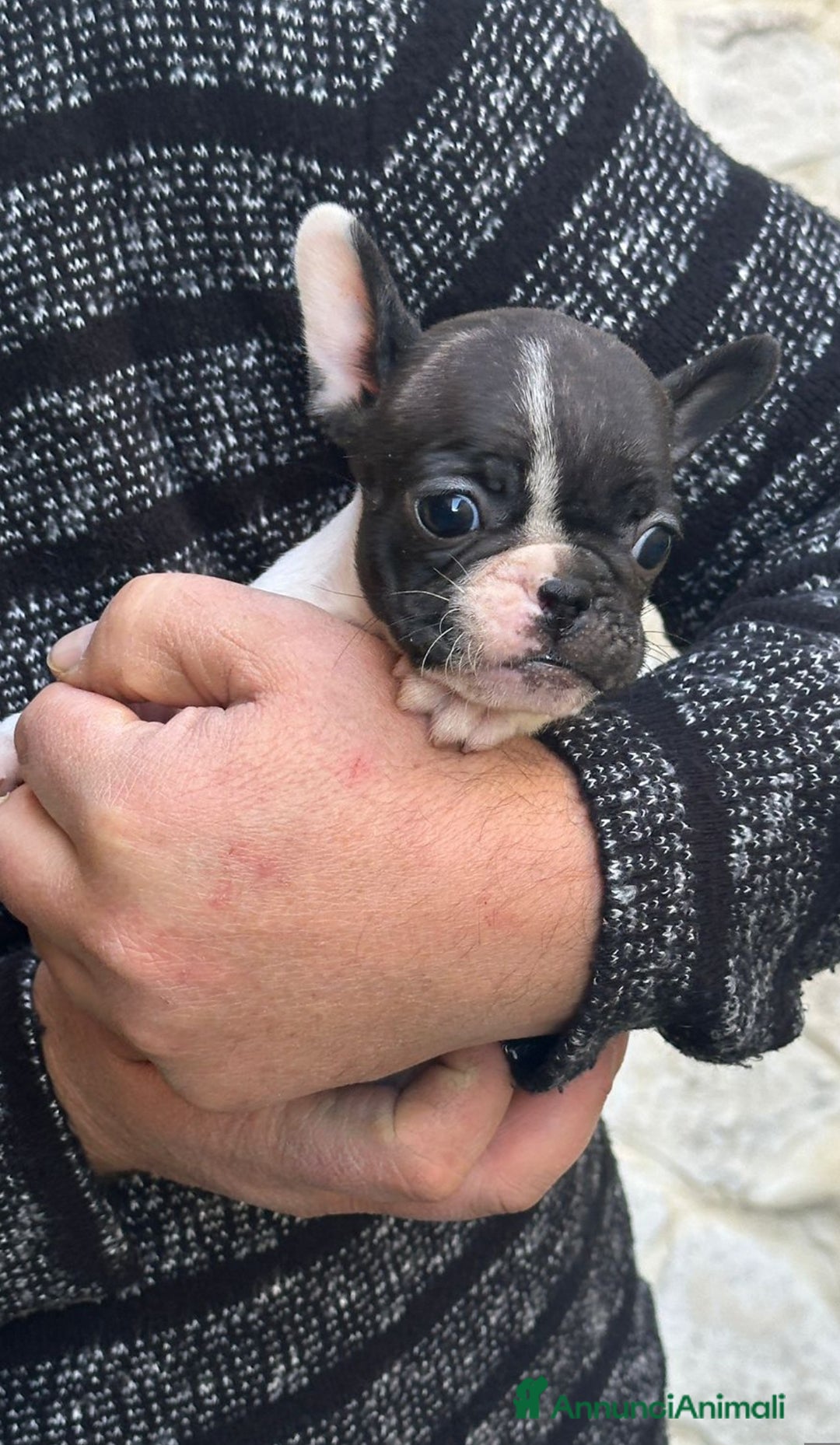 Bulldog Francese cani in vendita: Cucciolo di bulldog francese  - Annuncio 9