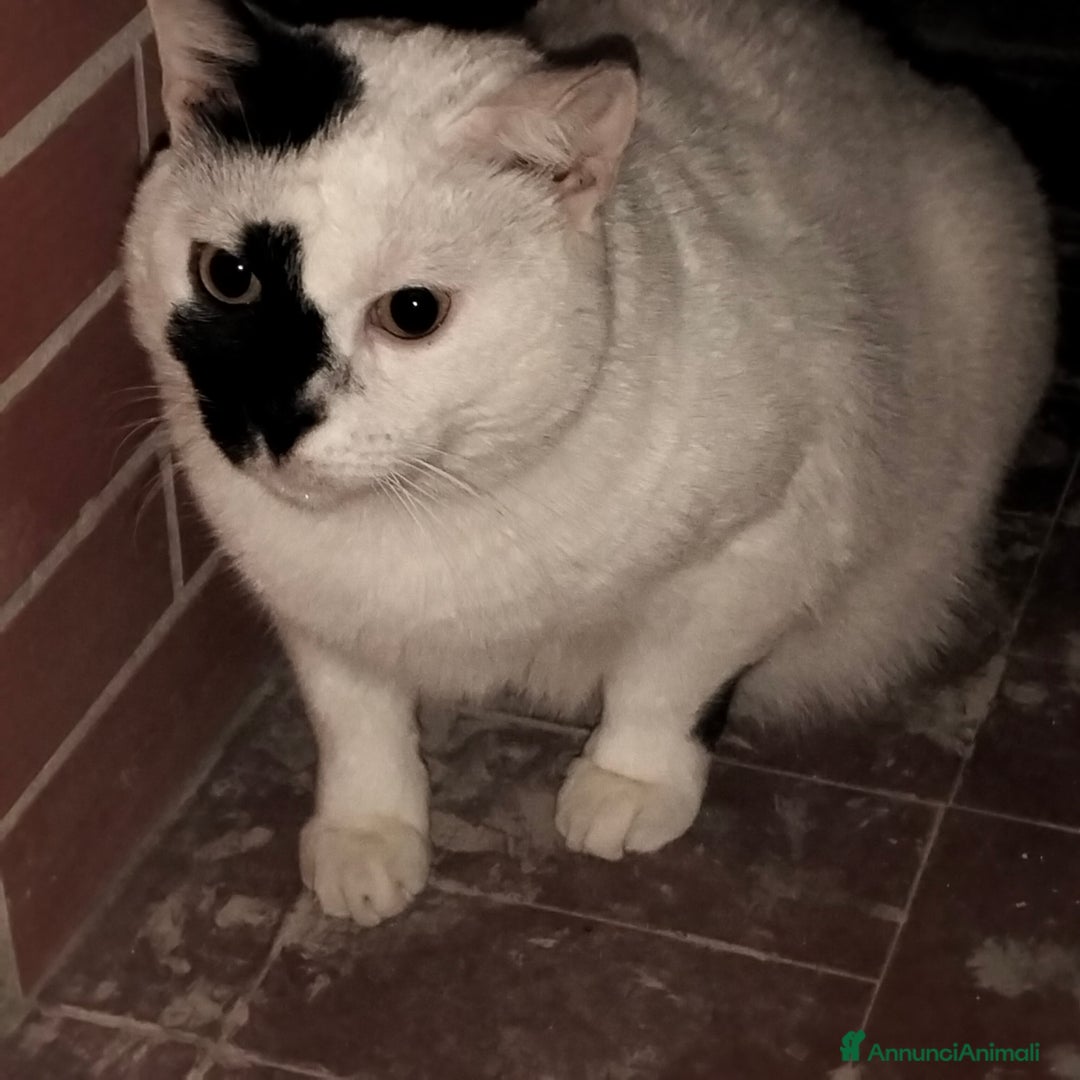 Meticcio gatti in regalo: Regalo gatto  - Annuncio 2