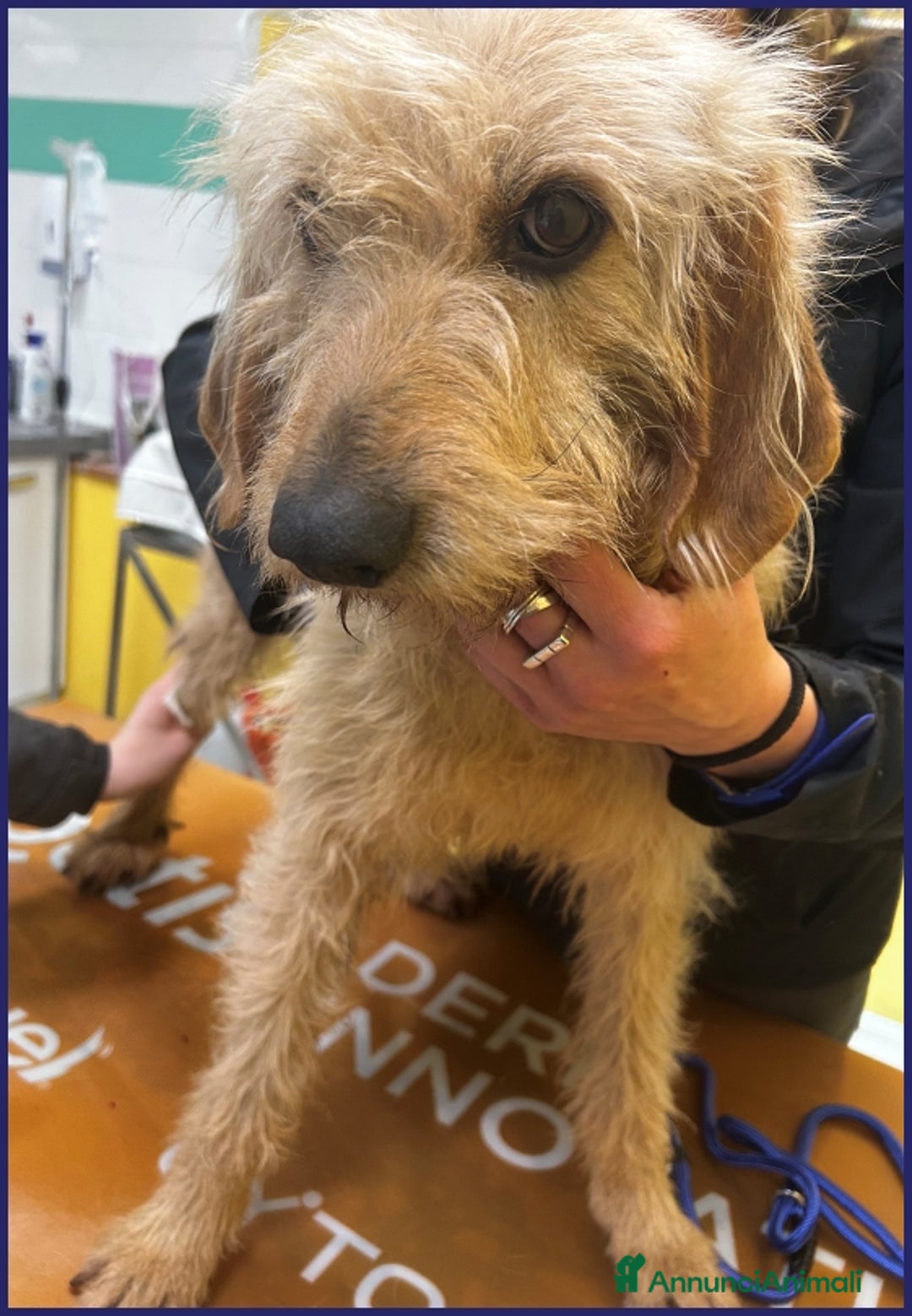 Meticcio cani in regalo: GIACOMO 4 ANNI, E' VISSUTO IN UN INFERNO ORA CERCA a Città metropolitana di Milano - Annuncio 14