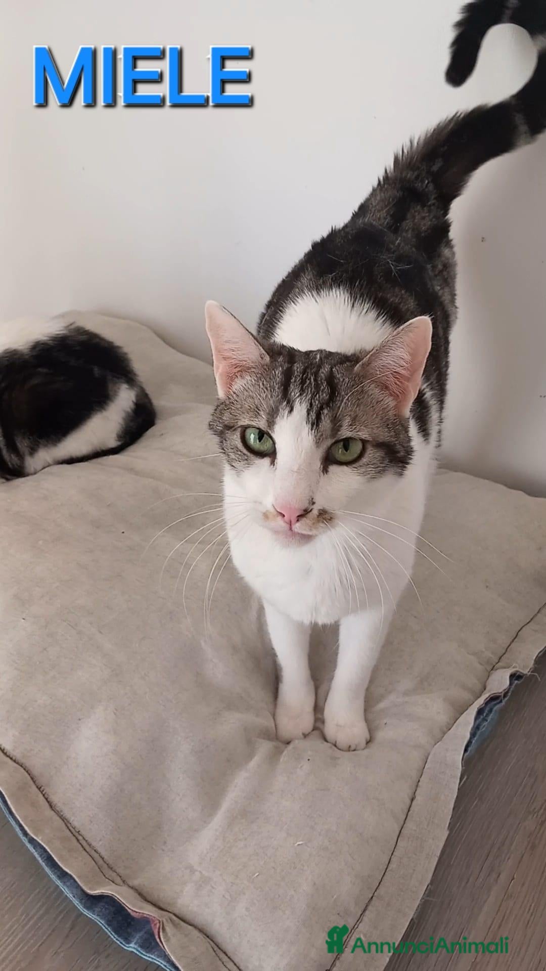 Europeo gatti in regalo: Adorabile gatto in adozione, MIELE! - Annuncio 2