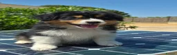 Australian Shepherd cani in vendita: cucciolo pastore australiano  - Annuncio 5