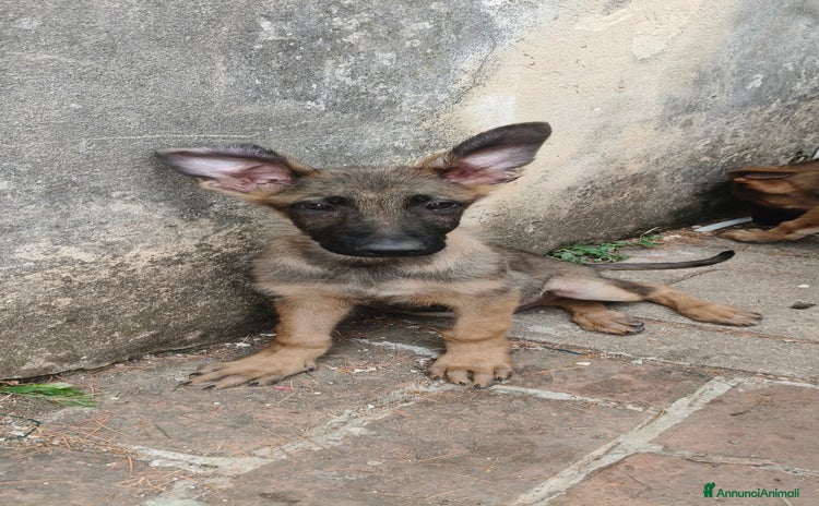 Pastore Tedesco cani a Provincia di Vicenza - Annuncio 3