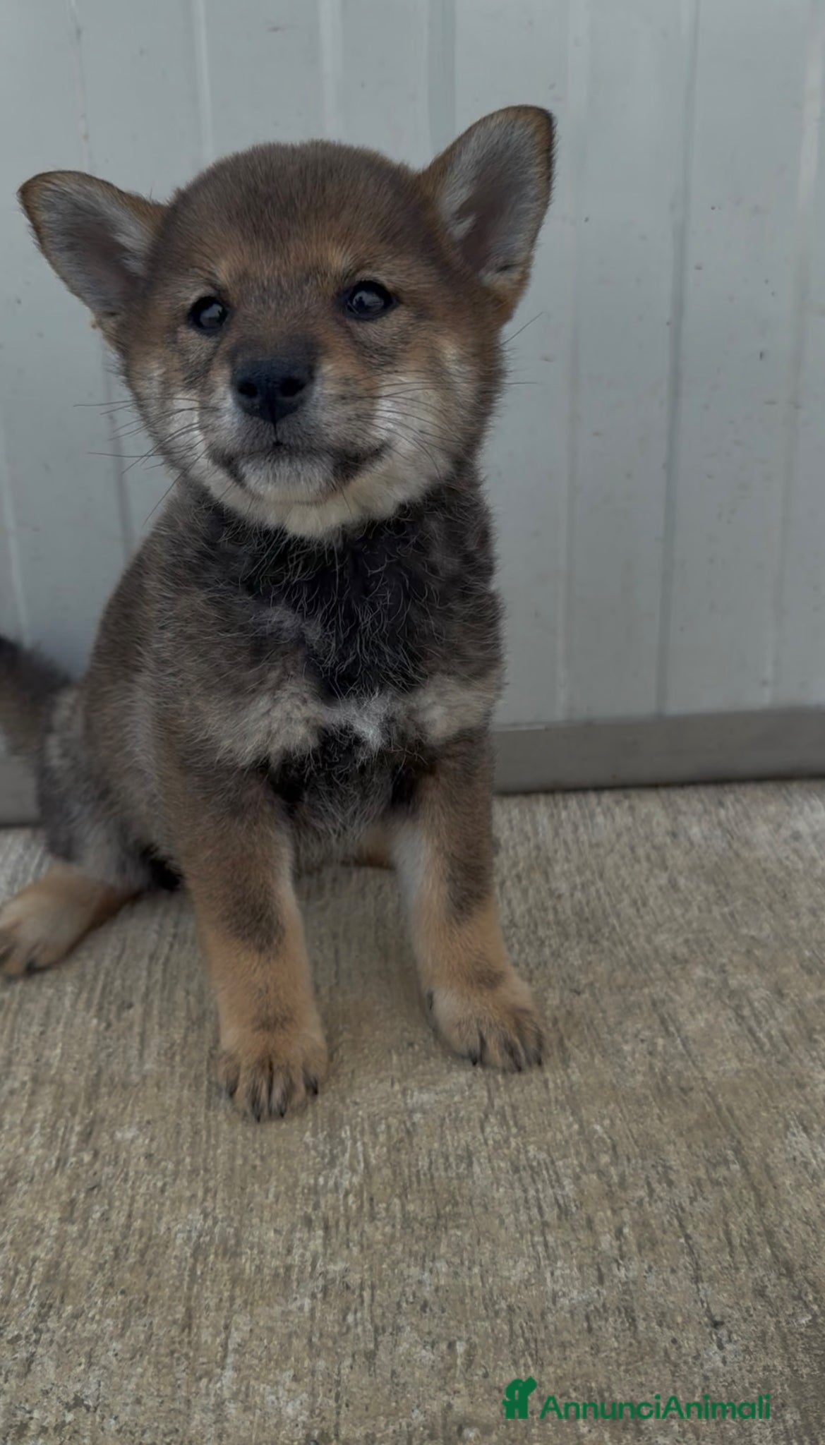 Shiba Inu cani in vendita: Cuccioli di Shiba Inu sesamo con pedigree Enci  - Annuncio 1