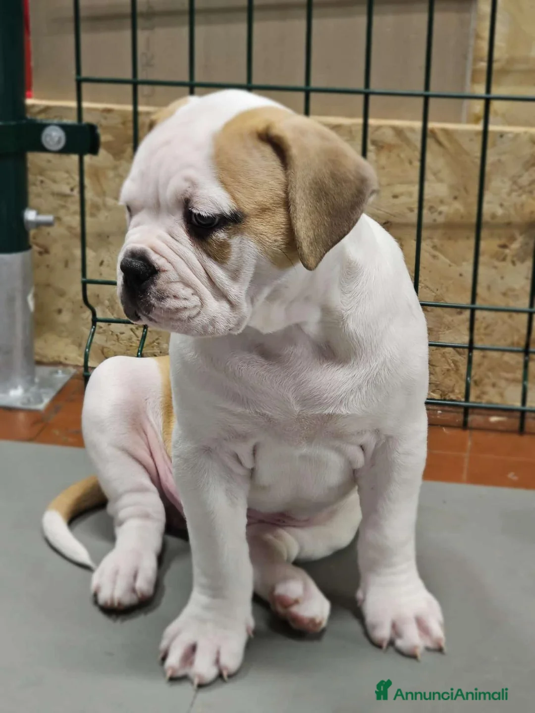 Bulldog cani in vendita: American Bulldog cuccioli - Annuncio 7