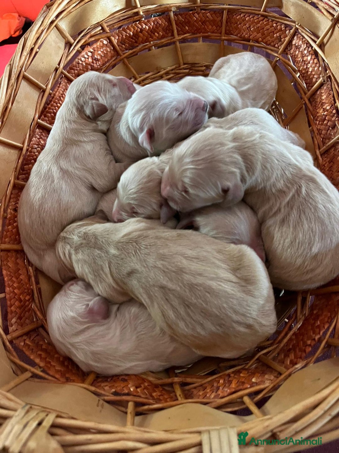 Golden Retriever cani in vendita: CUCCIOLI DI GOLDEN RETRIEVER CON PEDIGREE - Annuncio 4