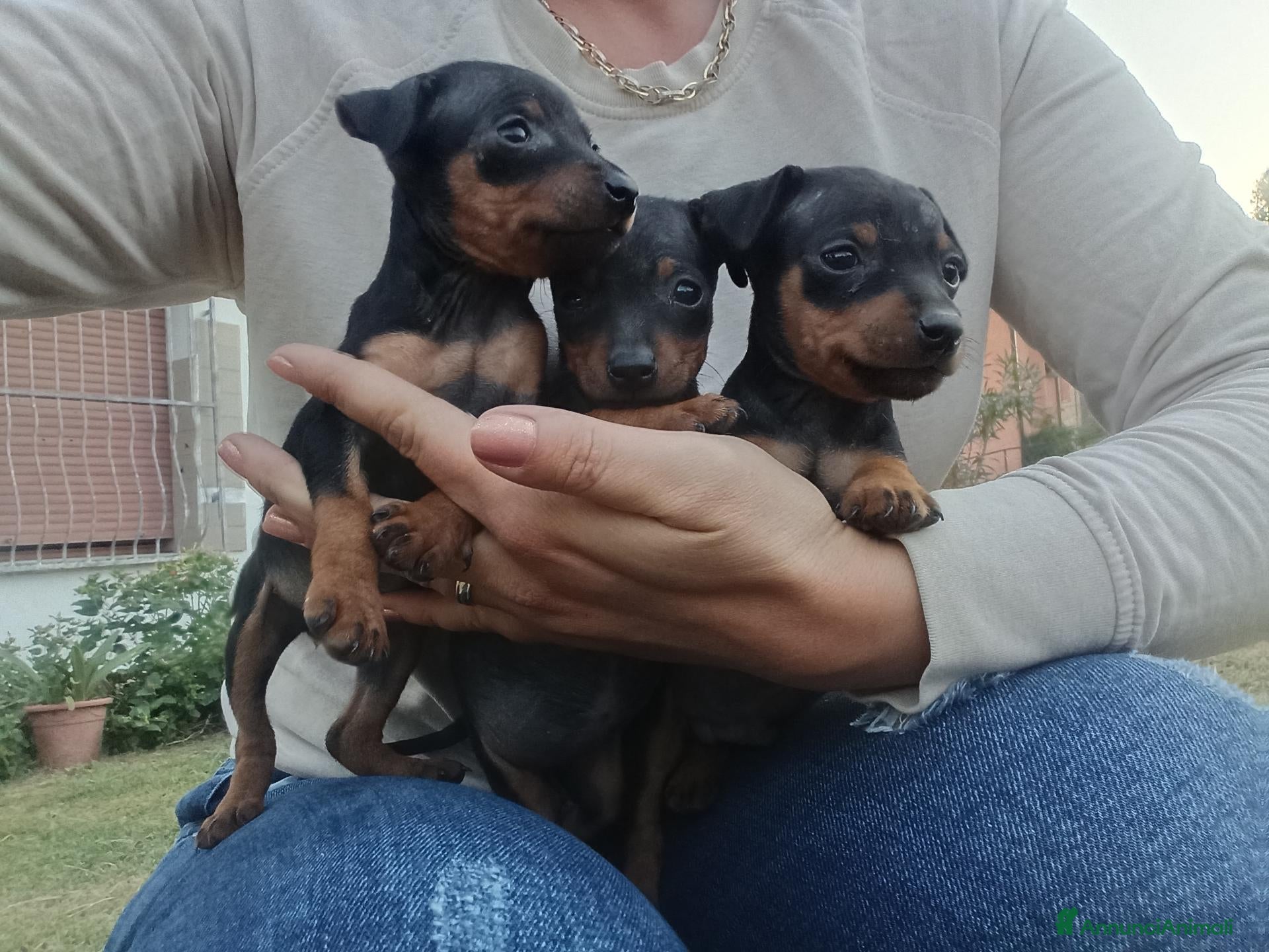 Pinscher Miniatura cani in vendita: Pinscher Nano - Annuncio 29