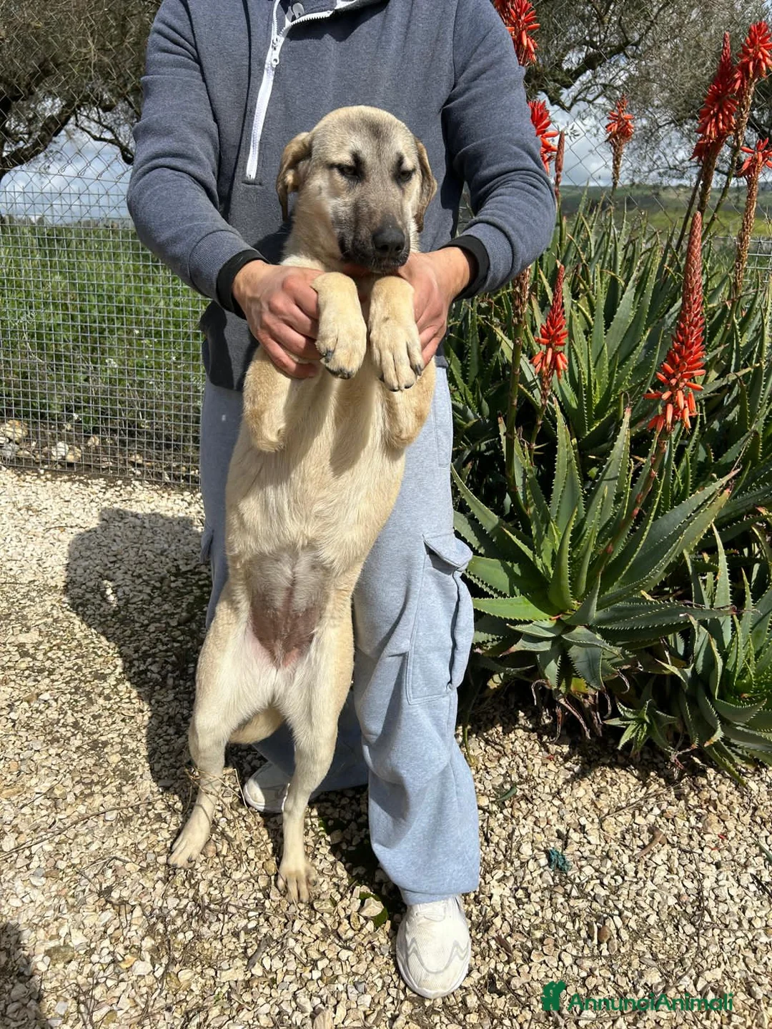 Meticcio cani in regalo: ARGO, ATHENA E ATHOS, - Annuncio 4