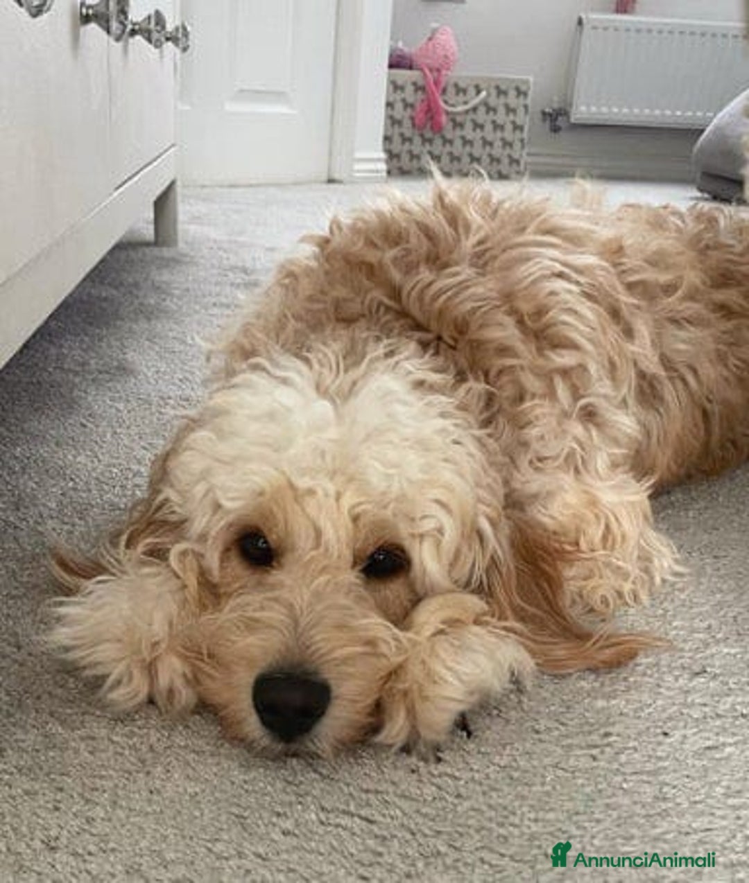 Meticcio cani in vendita: Cuccioli di Mini Goldendoodle F1BB - Annuncio 29