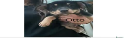 Meticcio cani in regalo: 5 NANETTI DA ADOTTARE a Città Metropolitana di Firenze - Annuncio 12
